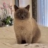 Martin