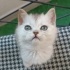 Bonibon