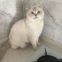 Pamuk