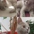 Duman
