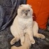Carlos