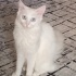 Şila