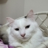 Mişa