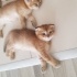 Scottish fold ve bri...
