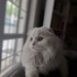 Bal