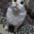 Minnoş