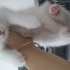 Pamuk
