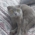 Lady