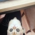 Pamuk