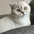 Duman