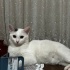 Nazlı