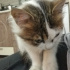 Pamuk