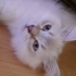 Pamuk