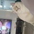 Lvy