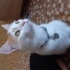 Miniş Joe George