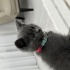 Duman