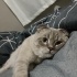 Bulut
