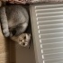 Miya