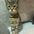 Simba