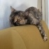 Lila
