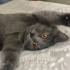 Suzi