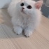 Pamuk
