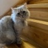 Safir