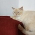 Benji