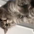 Pamuk