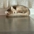 Odin