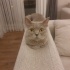 Mestan