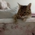 Miril