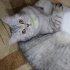 Pamuk