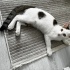 Kedi