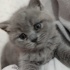 Miya