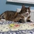 Bedo