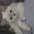 Balım