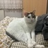 Kaymak
