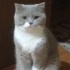 başak