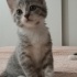 Minik tekir