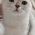 Pamuk