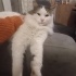 Kafi