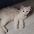 Pamuk