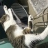 Romeo