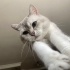 Khalesi