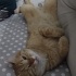 Minnoş