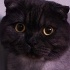 Zeytin