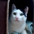 Mestan