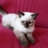 Duman