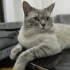 Duman